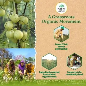 Organic India Tulsi Green Tea Sweet Lemon 25 Tea Bags image 4