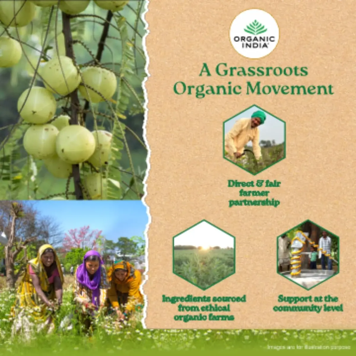 Organic India Tulsi Green Tea Lemon Ginger - 25 Teabags, image 3